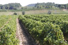 Suivi viticole, expertise vignoble, conseil vignes – Groupe ICV
