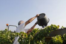 Conseil viticole vendanges, expertise raisins – Groupe ICV